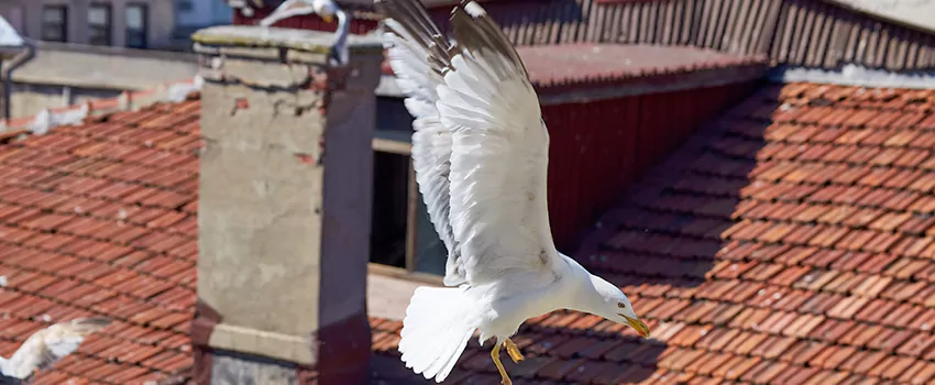 Residential Chimney Animal Removal Solution in South Ogden, UT